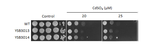 Heavy metal stress phenotype for CNAG_03849T0