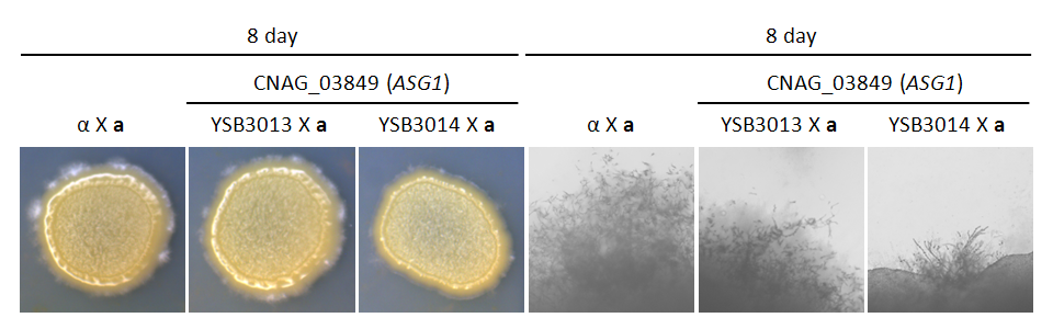 Mating phenotype for CNAG_03849T0