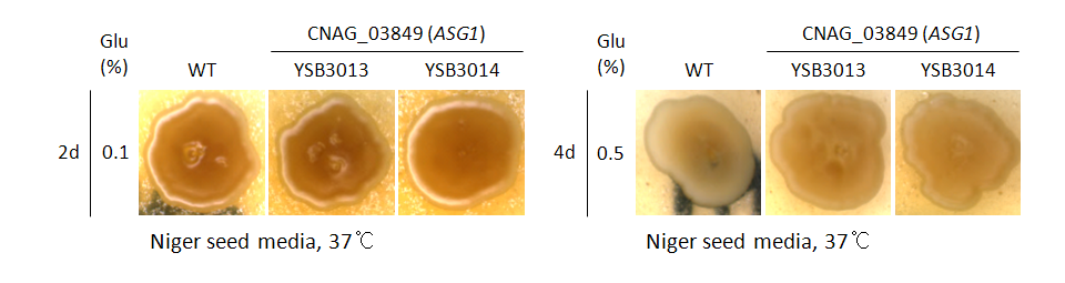 Melanin phenotype for CNAG_03849T0