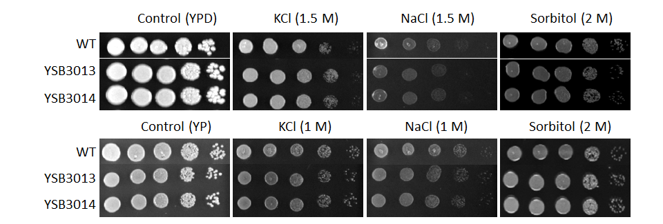 Osmotic stress phenotype for CNAG_03849T0