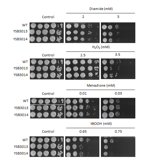Oxidative stress phenotype for CNAG_03849T0