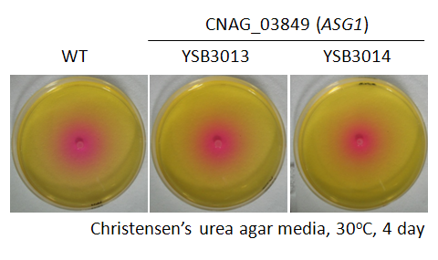Urease phenotype for CNAG_03849T0