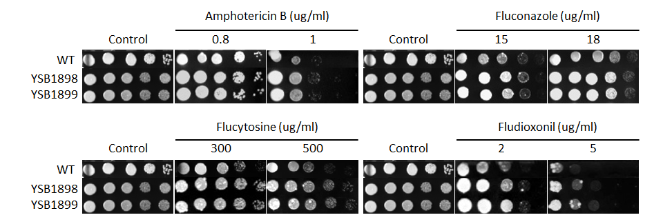 Antifungal drug susceptibility for CNAG_03902T0