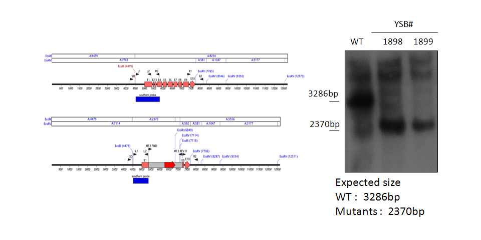 Gene disruption strategy for CNAG_03902T0