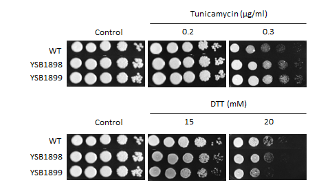 ER stress phenotype for CNAG_03902T0