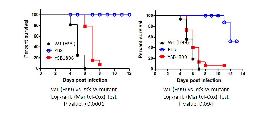 Galleria mellonella virulence data for CNAG_03902T0