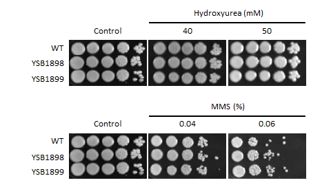 Genotoxic stress phenotype for CNAG_03902T0