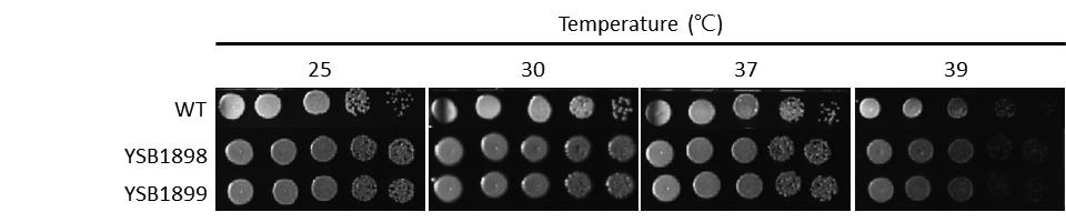 Growth phenotype for CNAG_03902T0