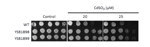 Heavy metal stress phenotype for CNAG_03902T0