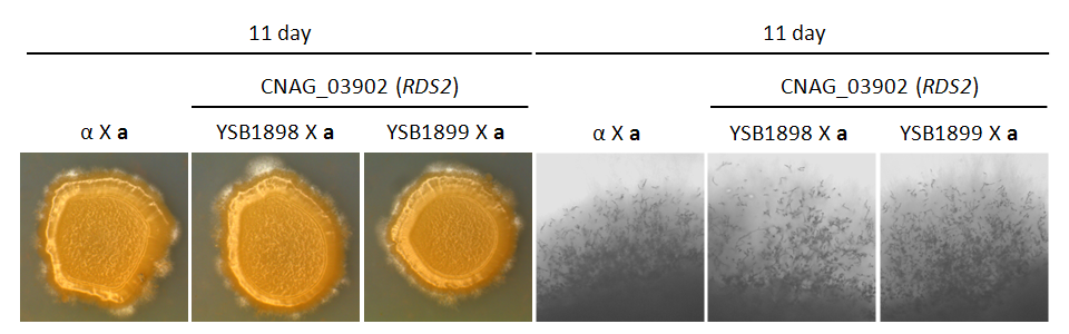 Mating phenotype for CNAG_03902T0