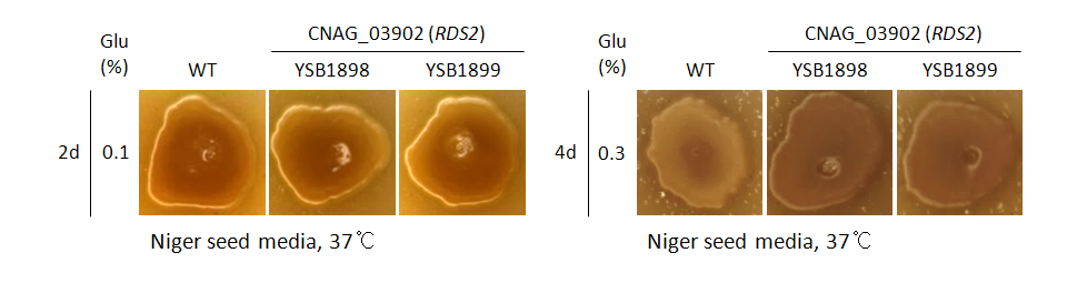 Melanin phenotype for CNAG_03902T0