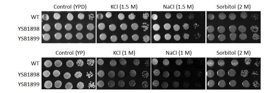 Osmotic stress phenotype for CNAG_03902T0