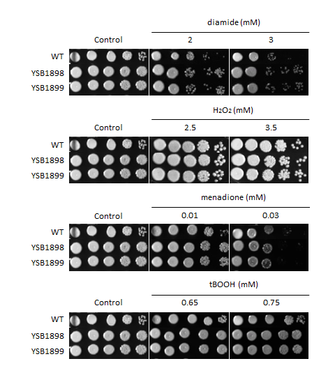 Oxidative stress phenotype for CNAG_03902T0