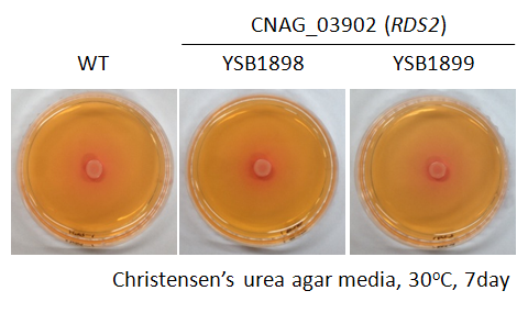 Urease phenotype for CNAG_03902T0