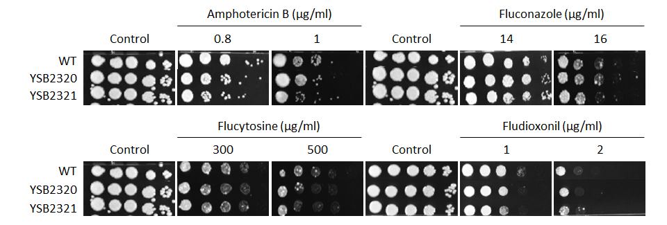 Antifungal drug susceptibility for CNAG_04012T0