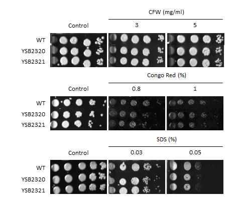 Cell wall stress phenotype for CNAG_04012T0