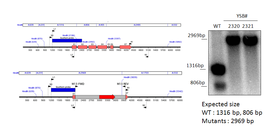 Gene disruption strategy for CNAG_04012T0