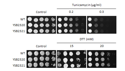 ER stress phenotype for CNAG_04012T0