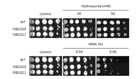 Genotoxic stress phenotype for CNAG_04012T0
