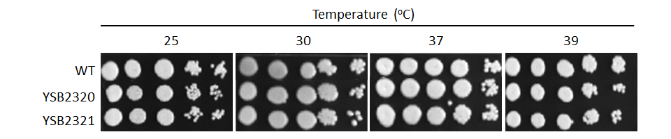 Growth phenotype for CNAG_04012T0