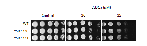 Heavy metal stress phenotype for CNAG_04012T0