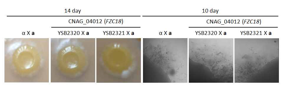 Mating phenotype for CNAG_04012T0