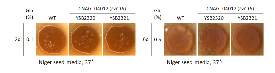Melanin phenotype for CNAG_04012T0