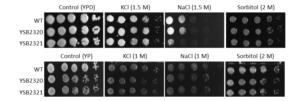 Osmotic stress phenotype for CNAG_04012T0