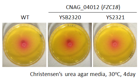 Urease phenotype for CNAG_04012T0