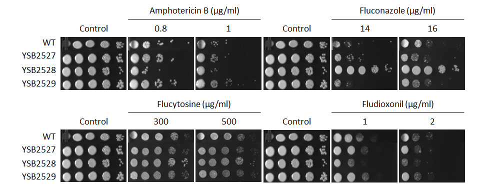 Antifungal drug susceptibility for CNAG_04036T0