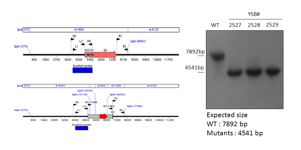 Gene disruption strategy for CNAG_04036T0