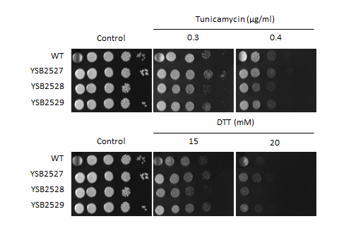 ER stress phenotype for CNAG_04036T0