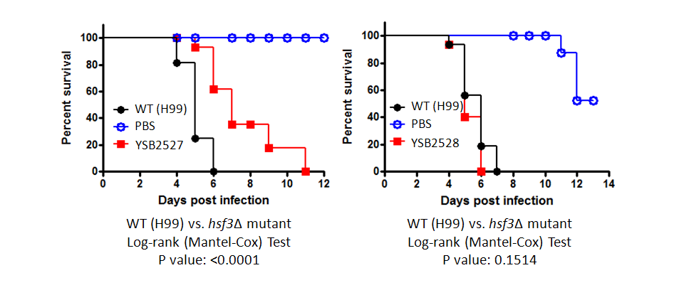 Galleria mellonella virulence data for CNAG_04036T0