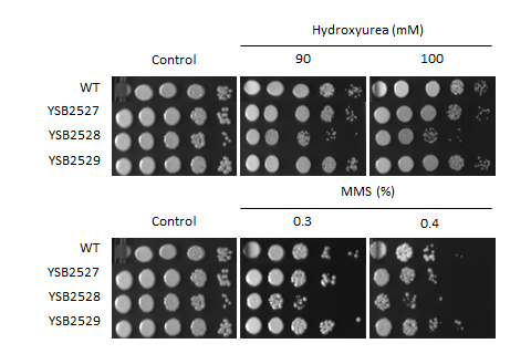 Genotoxic stress phenotype for CNAG_04036T0