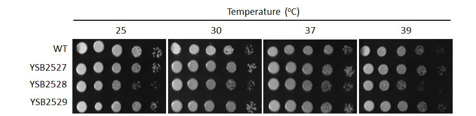 Growth phenotype for CNAG_04036T0