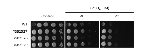Heavy metal stress phenotype for CNAG_04036T0