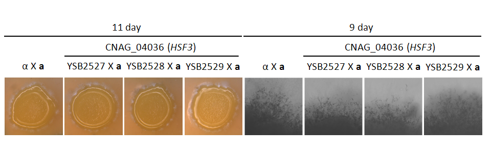 Mating phenotype for CNAG_04036T0
