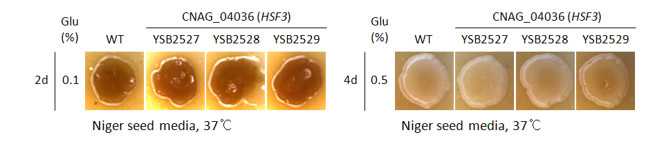 Melanin phenotype for CNAG_04036T0