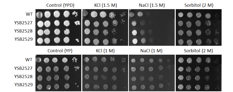 Osmotic stress phenotype for CNAG_04036T0