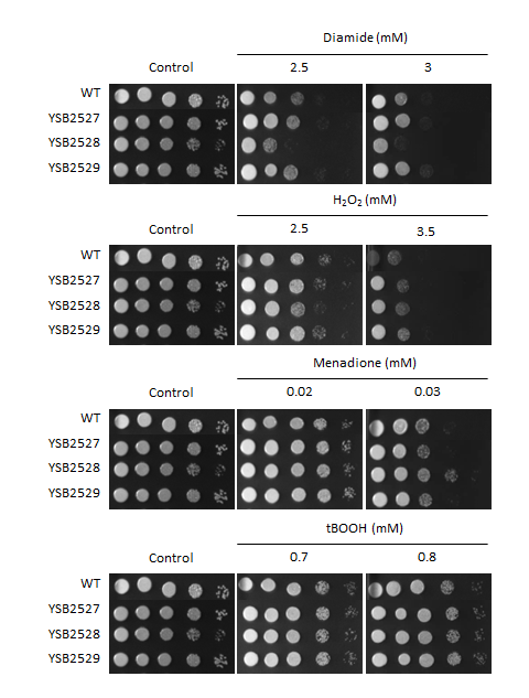 Oxidative stress phenotype for CNAG_04036T0