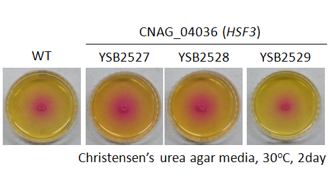 Urease phenotype for CNAG_04036T0