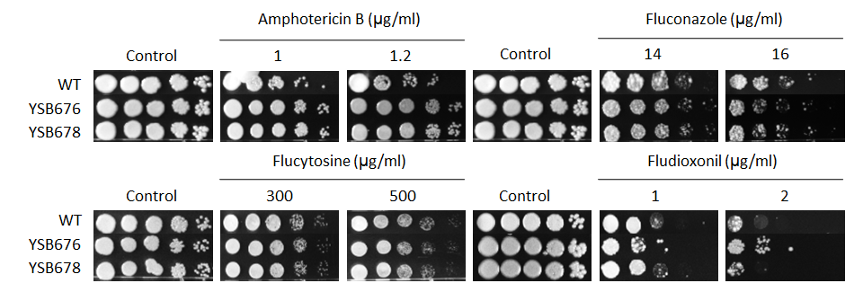 Antifungal drug susceptibility for CNAG_04090T0