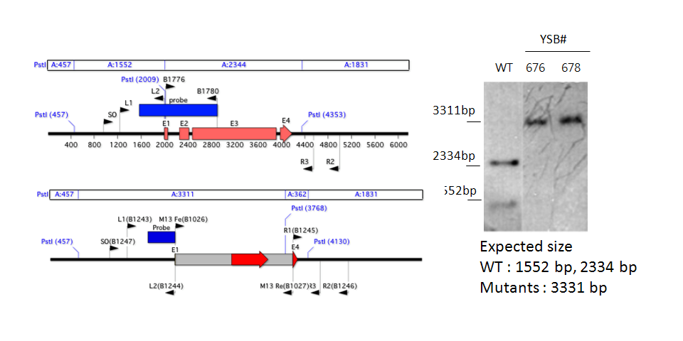 Gene disruption strategy for CNAG_04090T0