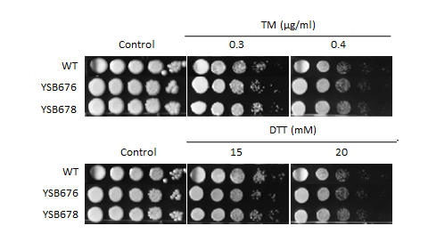 ER stress phenotype for CNAG_04090T0