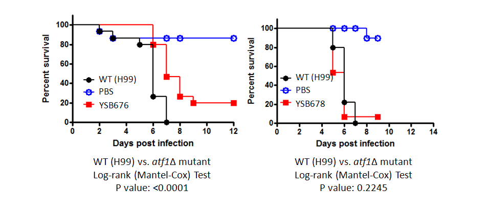 Galleria mellonella virulence data for CNAG_04090T0