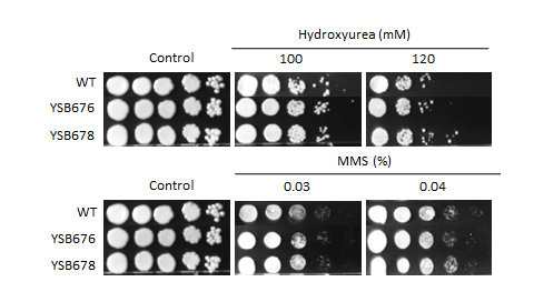 Genotoxic stress phenotype for CNAG_04090T0