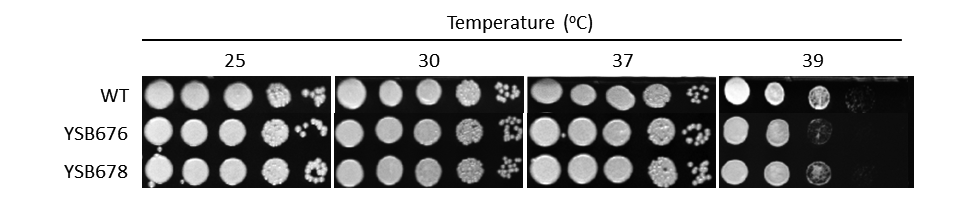 Growth phenotype for CNAG_04090T0