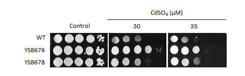 Heavy metal stress phenotype for CNAG_04090T0