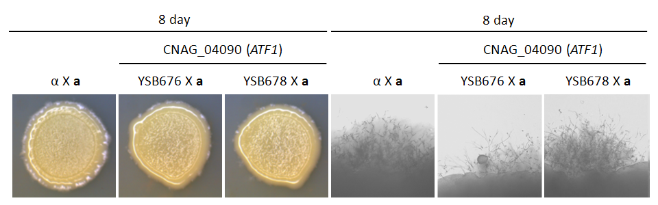 Mating phenotype for CNAG_04090T0