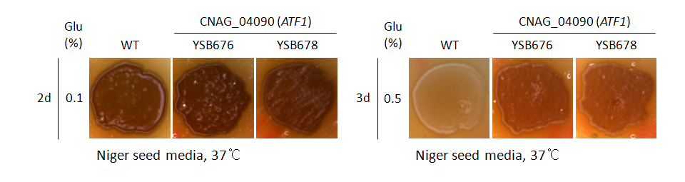 Melanin phenotype for CNAG_04090T0